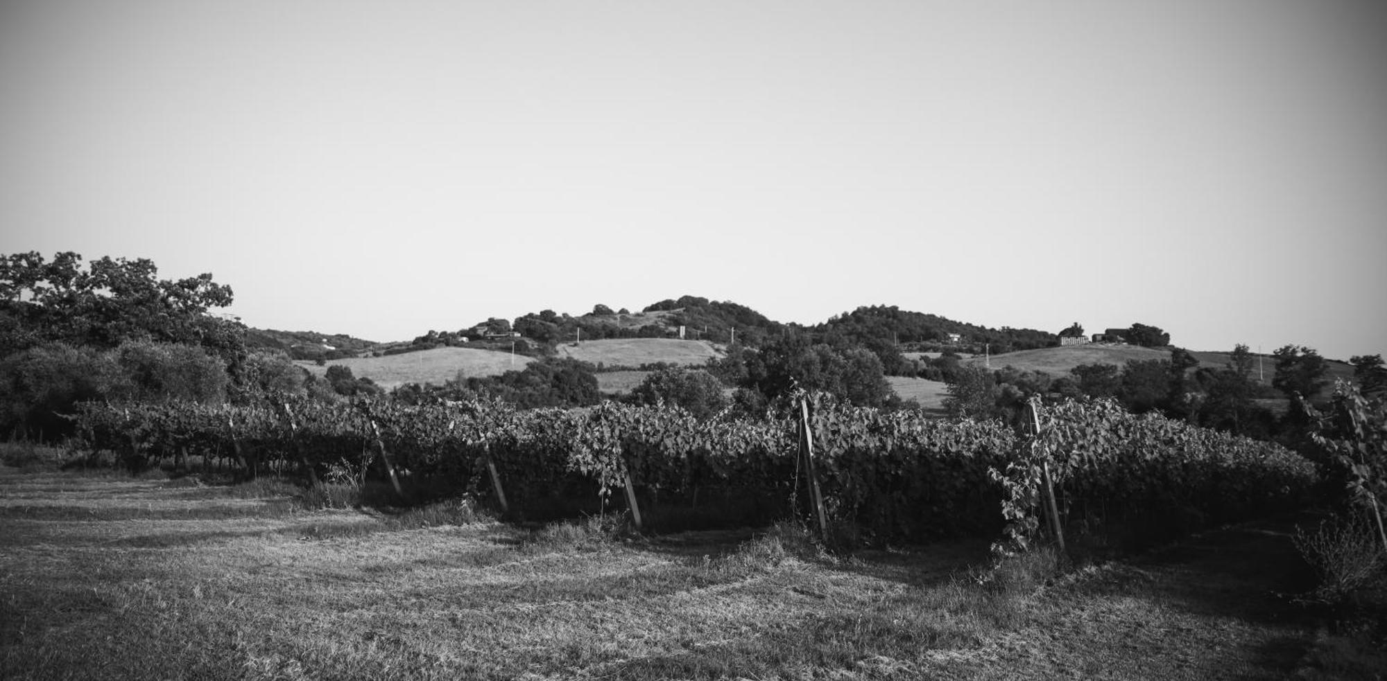 Agriturismo La Vecchia Quercia Montemerano Exteriör bild